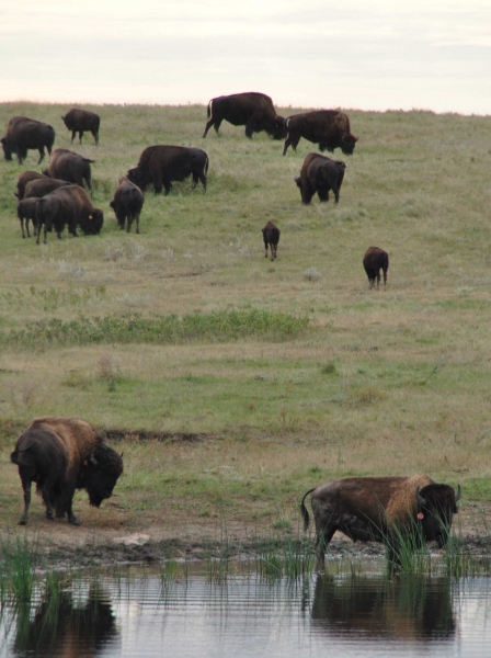 Buffalo drinking from pond close to the proposed Dakota Access Pipeline